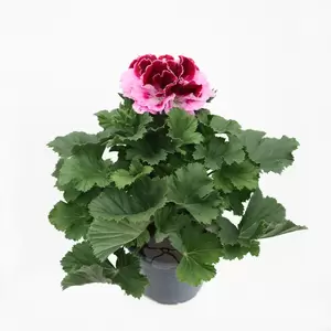 Pelargonium grandiflora | Franse Geranium - afbeelding 2