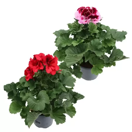 Pelargonium grandiflora | Franse Geranium - afbeelding 1