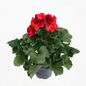 Pelargonium grandiflora | Franse Geranium - afbeelding 3