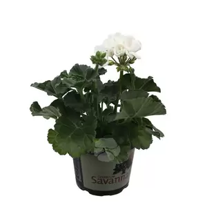 Pelargonium zonale | Staande geranium - afbeelding 2