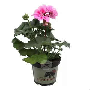Pelargonium zonale | Staande geranium - afbeelding 3