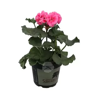 Pelargonium zonale | Staande geranium - afbeelding 4