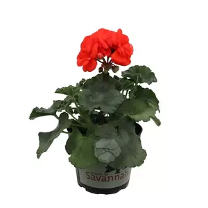 Pelargonium zonale | Staande geranium - afbeelding 5