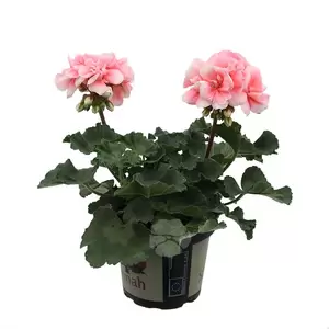 Pelargonium zonale | Staande geranium - afbeelding 6