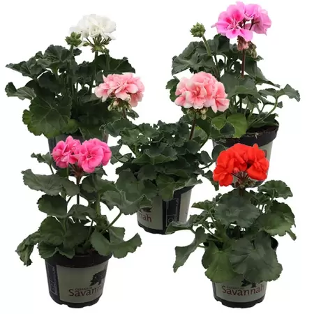 Pelargonium zonale | Staande geranium - afbeelding 1
