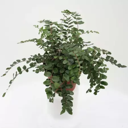 Pellaea Rotundifolia | Dubbeltjesvaren