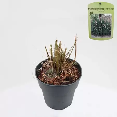 Pennisetum alopecuroides Hameln | Lampenpoetsersgras