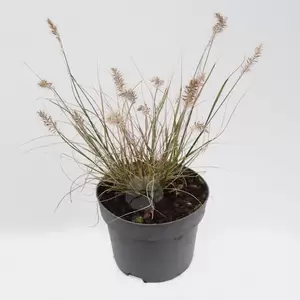 Pennisetum alopecuroides 'Little Bunny' | Lampenpoetsersgras