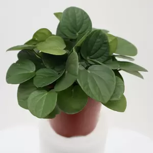 Peperomia Albovittata 'Rana Verde' | Rattenstaart