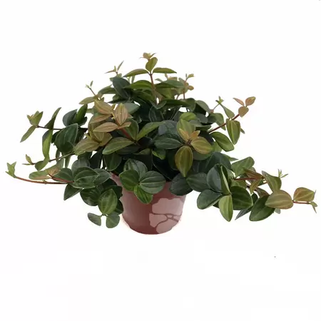 Peperomia Angulata `Rocca Scuro` | Rattenstaart