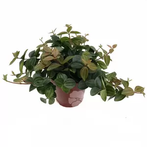 Peperomia Angulata `Rocca Scuro` | Rattenstaart