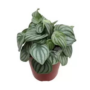 Peperomia Argyreia | Watermeloenplantje