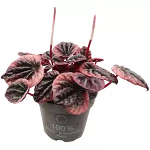 Peperomia Caperata 'Abricos'| Rattenstaart