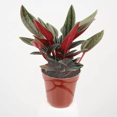 Peperomia Caperata Rosso| Rattenstaart