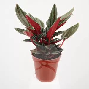 Peperomia Caperata Rosso| Rattenstaart