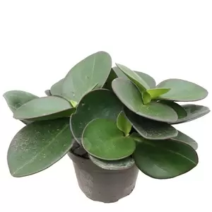 Peperomia Clusiifolia 'Red Margin' | Rattenstaart