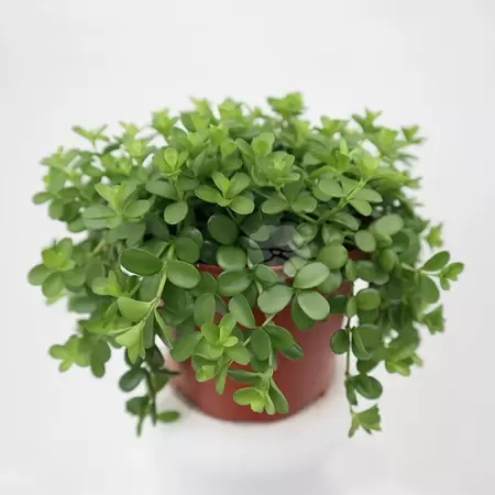 Peperomia Deppeana