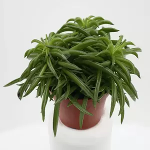 Peperomia Happy Bean | Rattenstaart