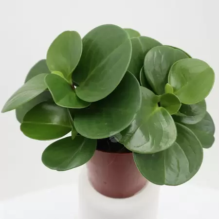 Peperomia Obtusifolia Green Gold | Krokodillentranen