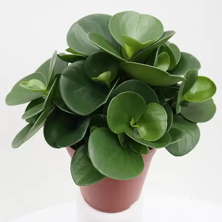 Peperomia Obtusifolia Green Gold | Krokodillentranen