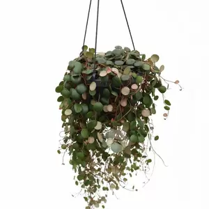 Peperomia Pepperspot | Hangpot Pot17cm