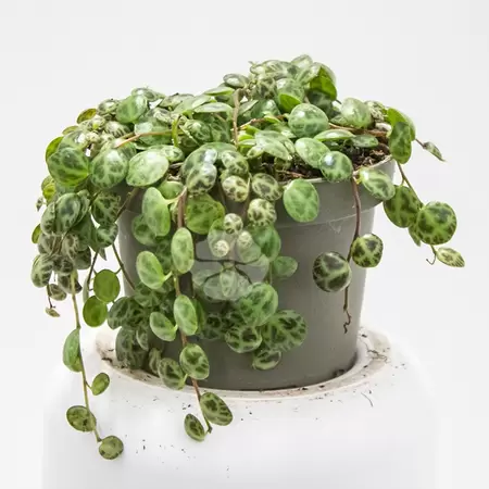 Peperomia Prostrata | Jade Ketting Pot9cm