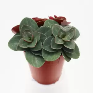 Peperomia Red Log | Rattestaart Pot5,5cm