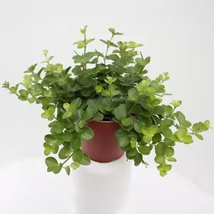 Peperomia Rotundifolia | Zwanenkroos