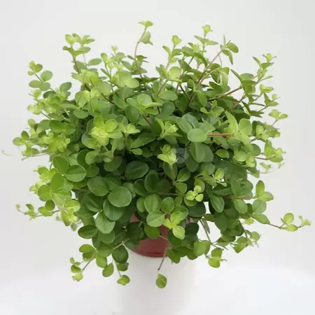 Peperomia Rotundifolia | Zwanenkroos