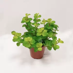 Peperomia Rotundifolia