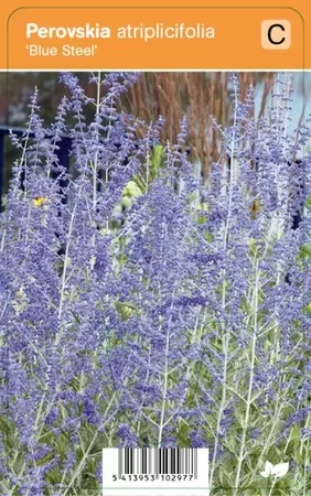 Perovskia atri Blue Steel P9