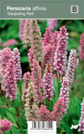 Persicaria aff. Darjeeling Red