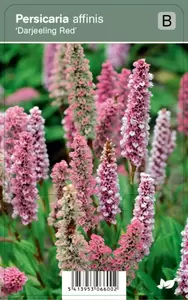 Persicaria aff. Darjeeling Red