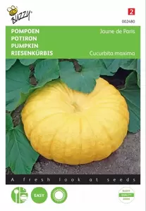 Pompoenen Jack O'Lantern (Cucub.Pepo) Buzzy Seeds - afbeelding 1