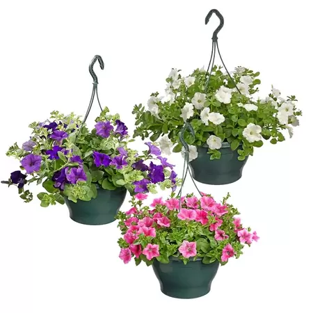 Petunia in hangpot