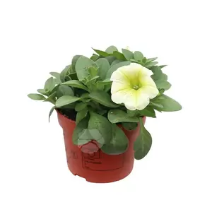Petunia Surfinia - afbeelding 4