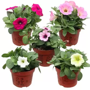 Petunia Surfinia - afbeelding 1