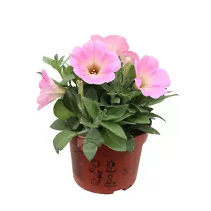 Petunia Surfinia - afbeelding 2