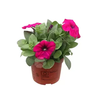 Petunia Surfinia - afbeelding 3