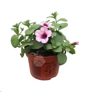 Petunia Surfinia - afbeelding 5