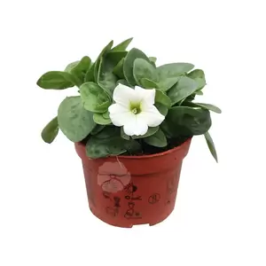 Petunia Surfinia - afbeelding 6