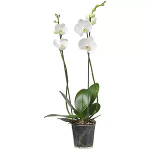 Phaleanopsis | Vlinderorchidee Pot12cm H60cm - afbeelding 10