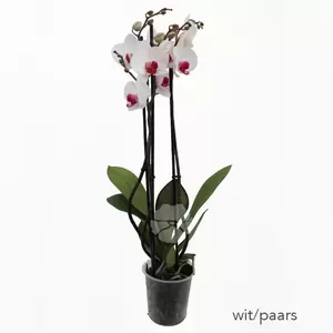 Phaleanopsis | Vlinderorchidee Pot12cm H60cm - afbeelding 6