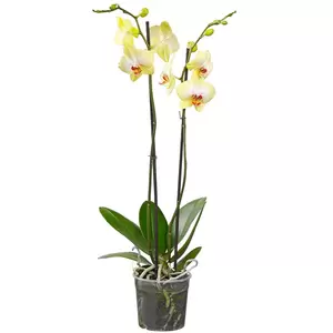Phaleanopsis | Vlinderorchidee Pot12cm H60cm - afbeelding 8