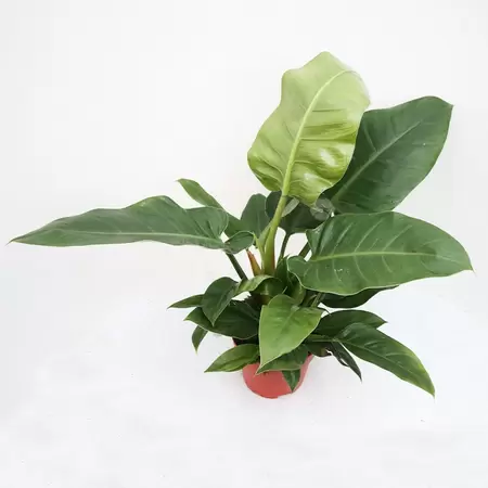 Philodendron Imperial Green Pot19cm H60cm