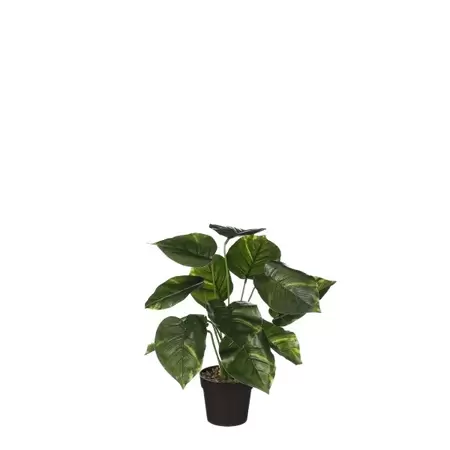 Philodendron in pot d35h40cm groen