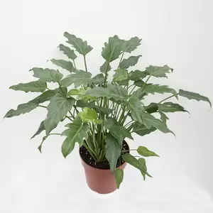 Philodendron Xanadu