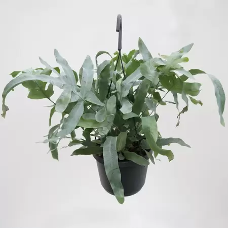 Phlebodium Aureum 'Blue Star' | Blauwvaren Hangpot