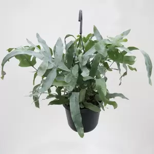 Phlebodium Aureum 'Blue Star' | Blauwvaren Hangpot