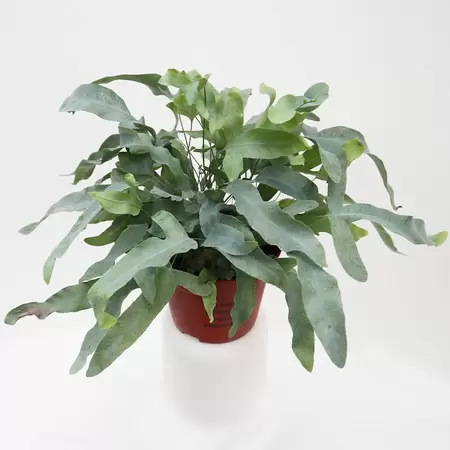 Phlebodium Aureum 'Blue Star' | Blauwvaren/Zinkvaren